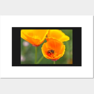 Bee and poppies Posters and Art